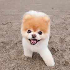 Boo's Adventure 1