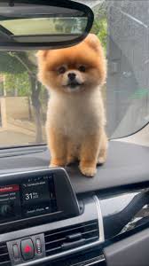 Boo's Adventure 3